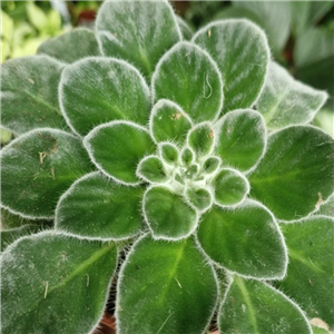 Petrocosmea Cavaleriei